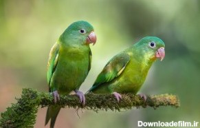 عکس طوطی های سبز عاشق | گالری عکس مینافام