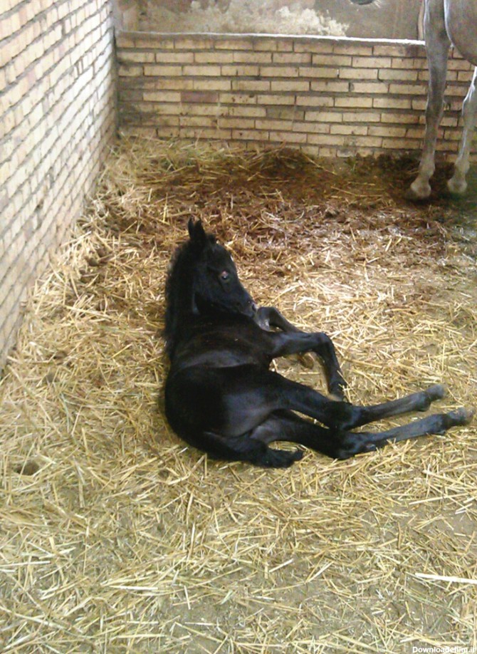 کره اسب یکی از دوستام،تازه دنیا امده - عکس ویسگون