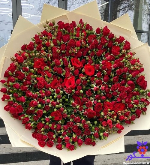 دسته گل رز مینیاتوری قرمز (300 شاخه)| گل فروشی آنلاین انگور