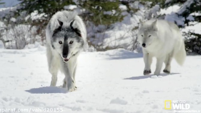 تصاویری کمیاب از گرگ های سیاه در مناطق برفی