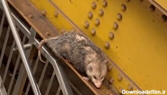 موش غول‌پیکری که در مترو نیویورک پیدا شده را ببینید / پلیس سعی می‌کند زنده بگیردش (فیلم)