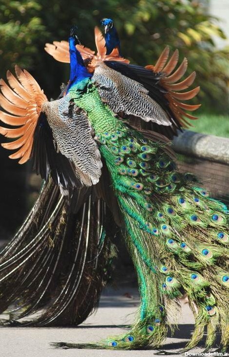 تصاویری از پرواز طاووس های زیبا - مجله تصویر زندگی