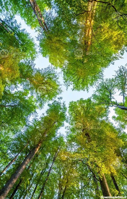 دانلود عکس درختان جنگل طبیعت چوب سبز پس زمینه نور خورشید | اوپیک