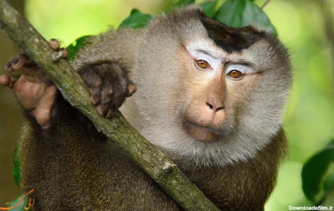 بهترین مکان ها و فستیوال برای تماشای میمون ها در تایلند