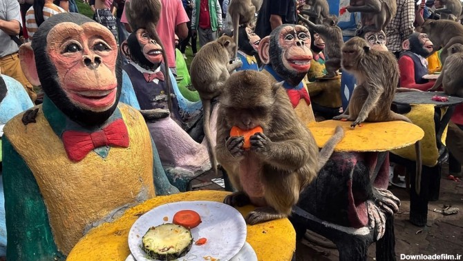 حمله میمون ها به مردم شهر تایلند / میمون ها مزاحم روانه ...