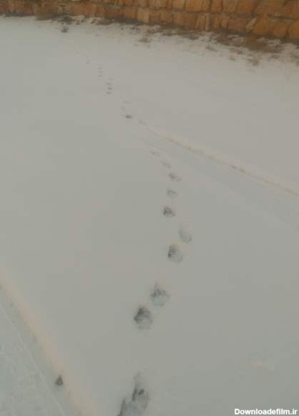 ردپای گرگ روی برف حیاط کارگاه شوهرم | تبادل نظر نی نی سایت
