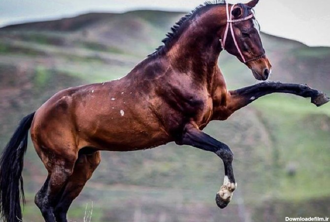 اسب ترکمن قهوه ای؛ آخال تکه یموت انعطاف بدنی قوی قد 160cm - آراد ...