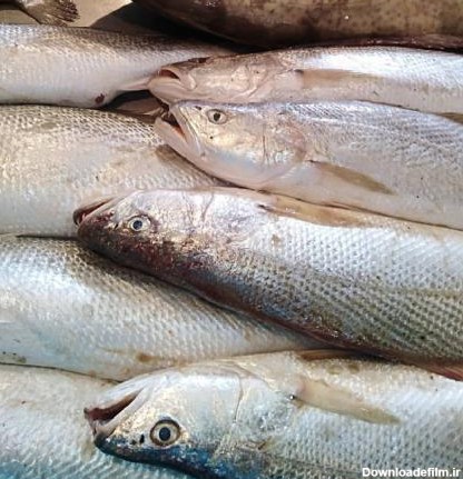 ممنوعیت صید ماهی شوریده در صیدگاه‌های خوزستان و بوشهر · اولین وب ...
