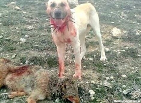 تشکر گوسفندان از سگ گله به خاطر نجات آن‌‍‌ها از دست گرگ گرسنه