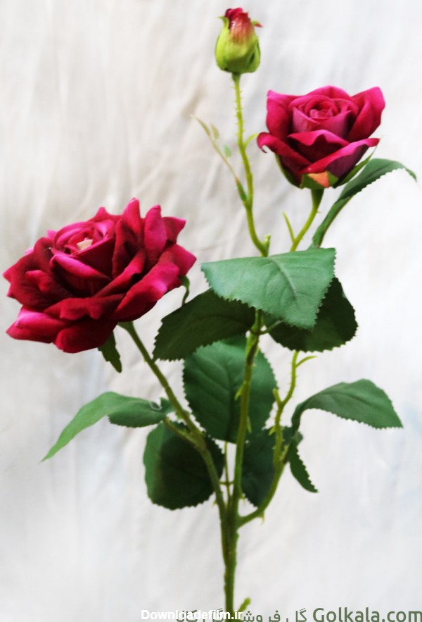 شاخه گل رز مخملی | گل فروشی گل کالا