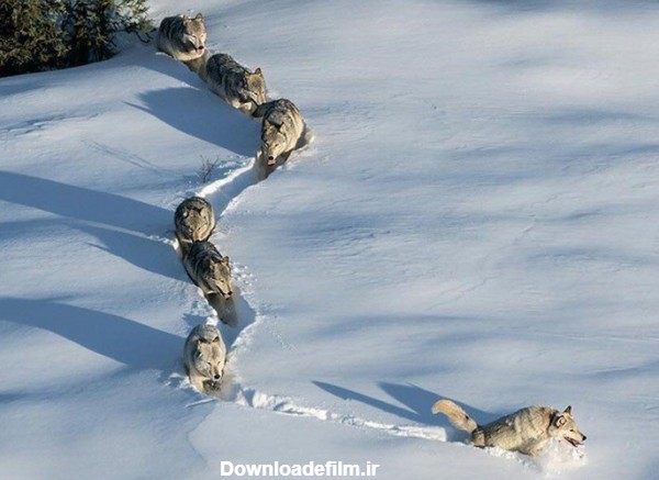دانلود عکس گرگ در برف