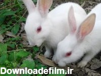 زالی در خرگوش ها || آیا زالی در خرگوش ها باعث نابینایی می شود؟