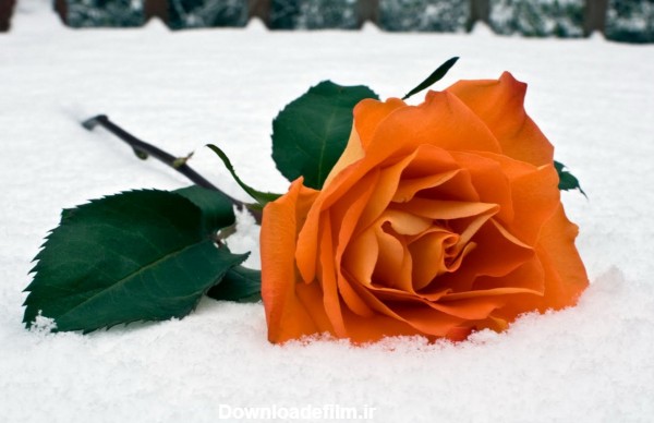 شاخه گل رز نارنجی در برف زمستان orange rose flower winter