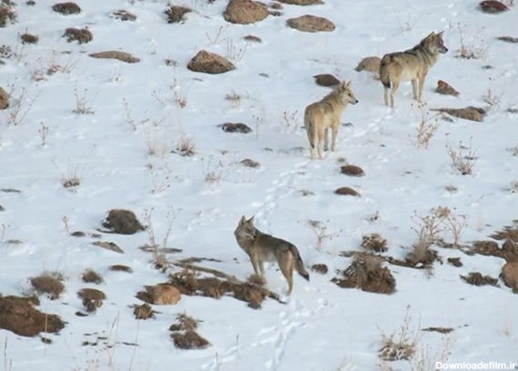 مشاهده و تصویربرداری همزمان از شش گرگ خاکستری در فیروزکوه ...