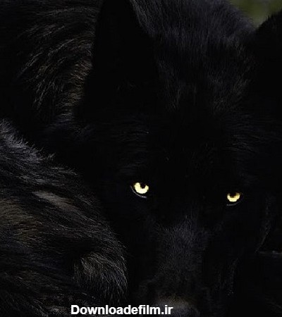 عکس گرگ سیاه وحشی