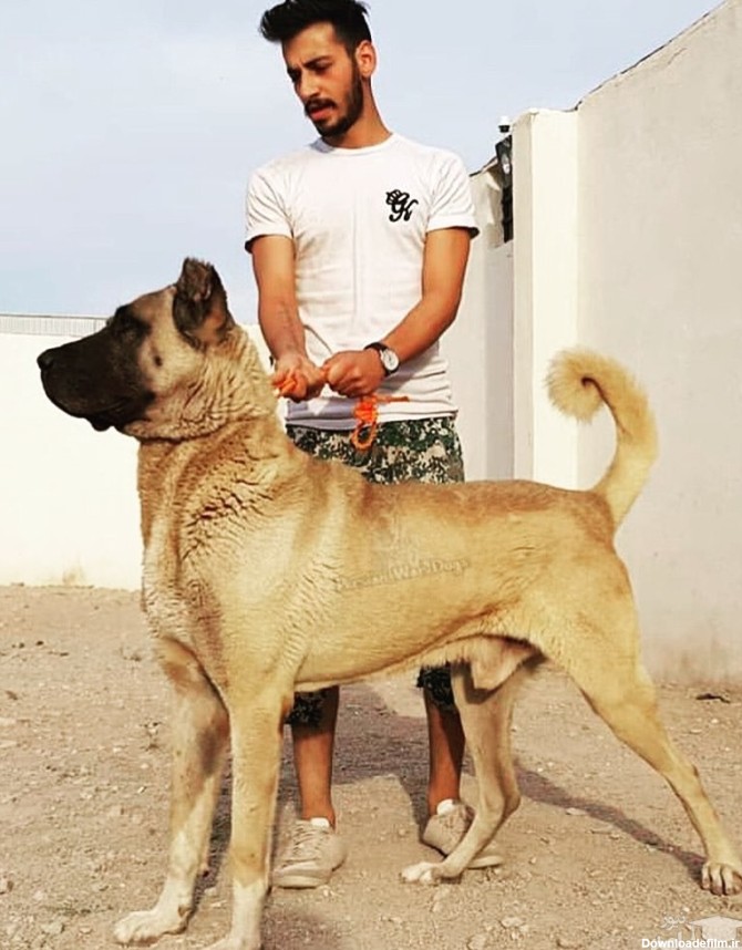 آشنایی با سگ نژاد سرابی یا ماستیف ایرانی