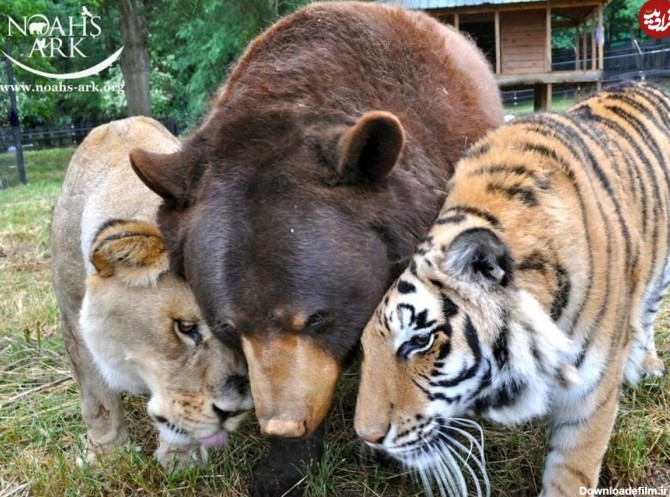 ویدئو) دوستی باورنکردنی ببر، خرس و شیر با هم!