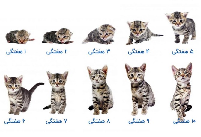 مراحل رشد گربه تصویری از ۱ تا ۱۰ هفتگی