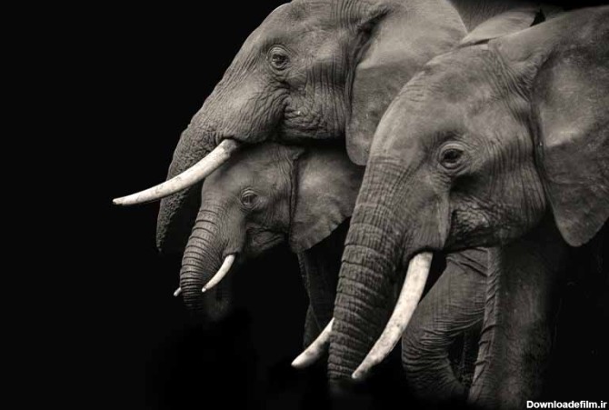 دانلود تصویر فیلها