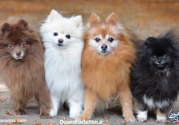 30+ عکس سگ پامر در گونه‌ها، رنگ‌ها مختلف 🐶