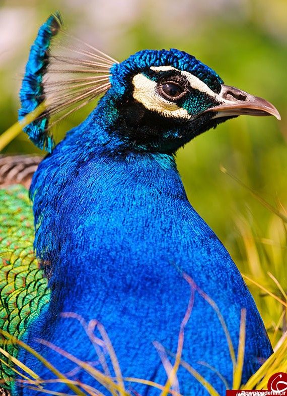 ده عکس طاووس بسیار زیبا