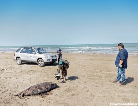 مرگ بی‌صدای فوک‌ها در سواحل دریای خزر | کشف ۱۴ لاشه در ۱۰ روز ...