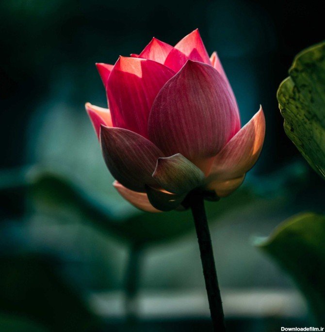 40 عکس گل های زیبای جهان با کیفیت برای پس زمینه و پروفایل