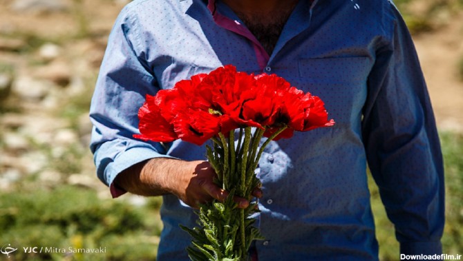 انواع گل شقایق در ایران را بشناسید + فیلم