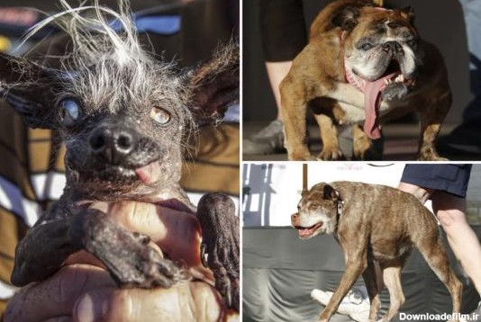 عکس هایی شوکه کننده از مسابقه زشت ترین سگ های جهان+ تصاویر
