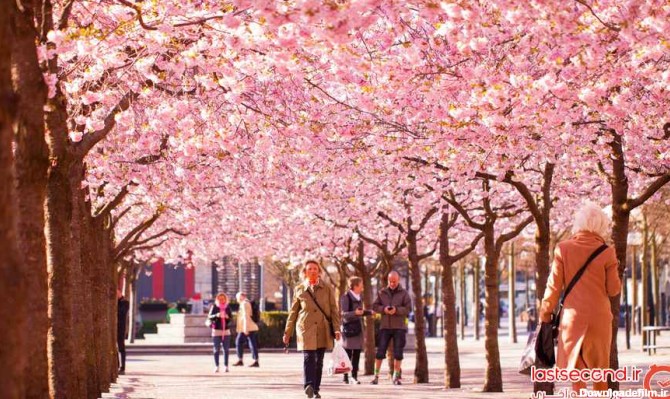بهترین نقاط برای تماشای شکوفه های گیلاس | لست‌سکند