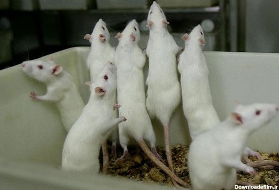 برای اولین بار در جهان: تولد موش زنده از تخمک مصنوعی - خبرآنلاین