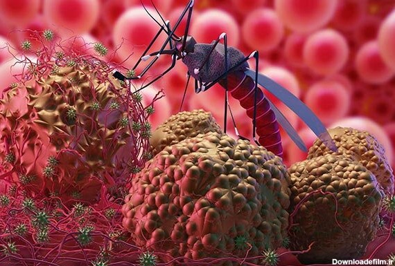 پشه مالاریا چیست؟+ علائم، گونه‌های مختلف، محل زندگی، تشخیص و درمان ...