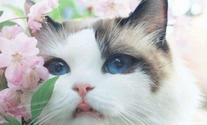 گربه بامزه و ملوس: ۱۰ بهترین عکس گربه های خانگی و فانتزی جهان