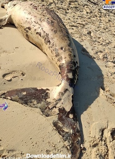 پری دریایی مرده در سواحل سافاگا پیدا شد +تصاویر