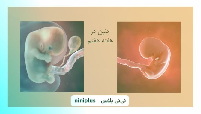 عکس جنین در هفته هشتم بارداری شکل و اندازه جنین | نی نی پلاس
