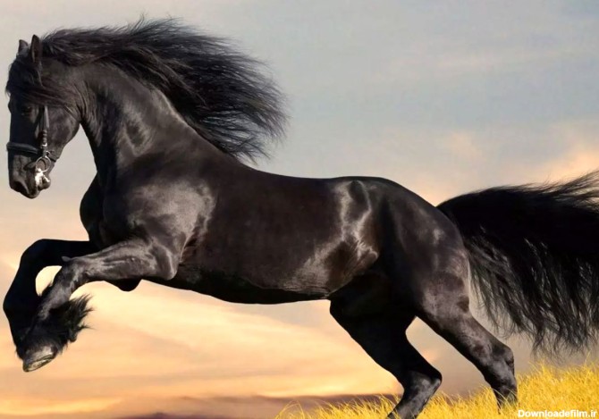 تصاویر) زیباترین اسب جهان که از افسانه‌ها آمده است!