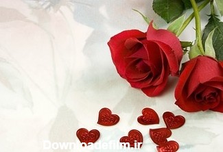 گل رز قرمز؛ عکس های زیباترین گل های رز قرمز برای عکس پروفایل