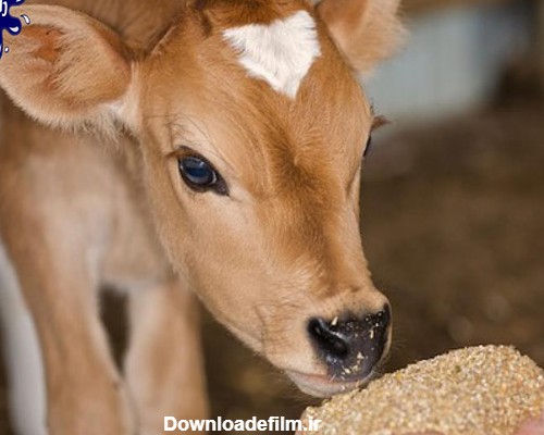 مراقبت از گوساله تازه متولد شده | تغذیه، نحوه شیر دادن، وزن و ...