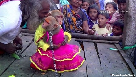 مراسم عروسی میمون ها در هند! +عکس