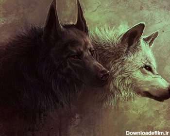 عکس گرگ سیاه و سفید در تاریکی dark wolves wallpaper