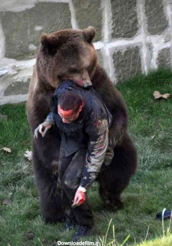 عکس/ حمله خرس وحشی به انسان