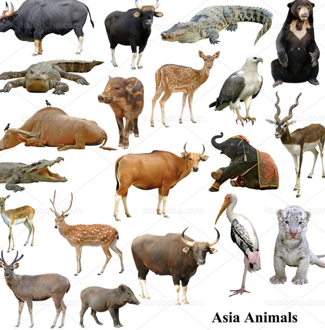 عکس حیوانات وحشی با کیفیت بالا - گرافیک با طعم تربچه - طرح لایه باز