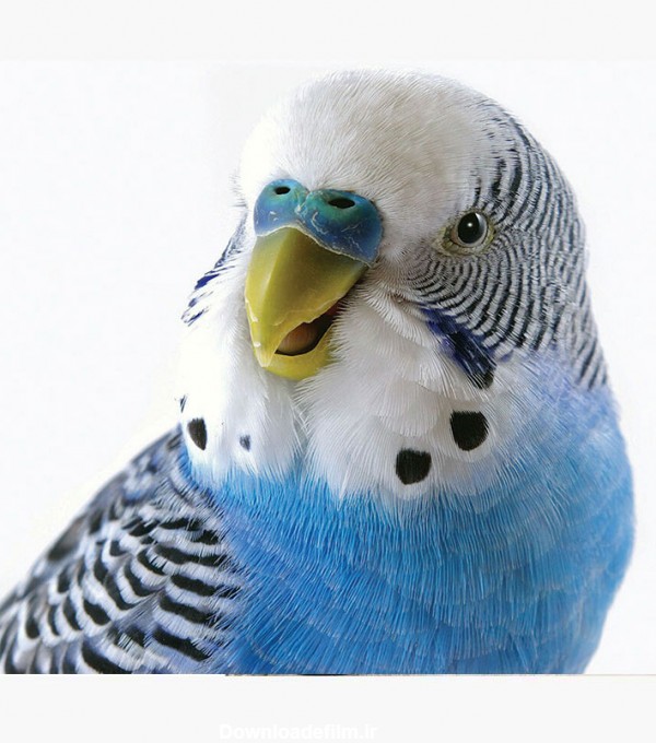 مرغ عشق ها پرندگان خانگی محبوب در دنیا اطلاعات کامل
