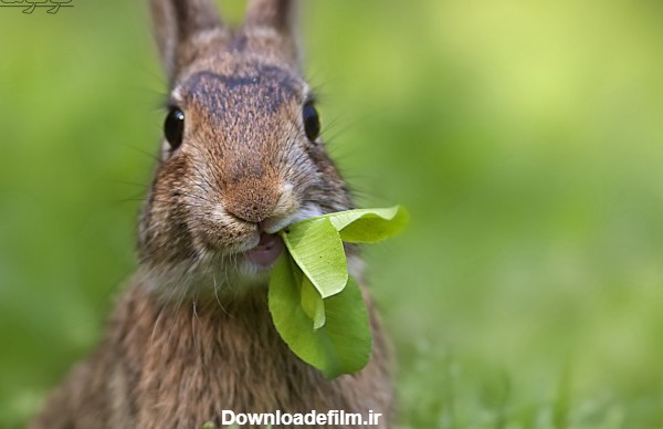 عکس بامزه خرگوش خاکستری funny rabbit