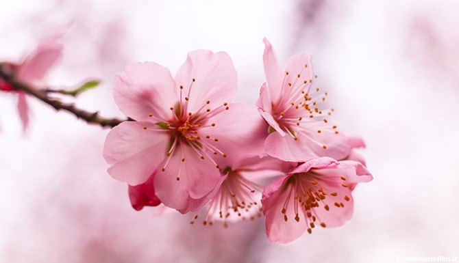 تصویر پس زمینه رایگان شکوفه گیلاس | فری پیک ایرانی | پیک فری ...