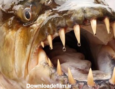 10 جانور هراس انگیز دریایی که هر یک می توانند در فیلم های ترسناک ...
