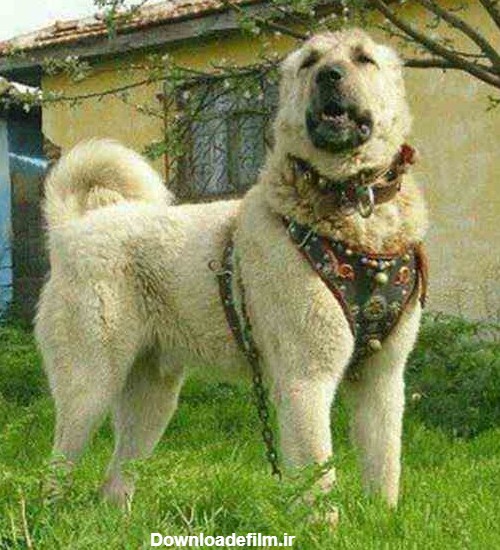 سگ سرابی ذات قدیم غول پیکر | حیوانات خانگی | شهر24 | 369886 ...