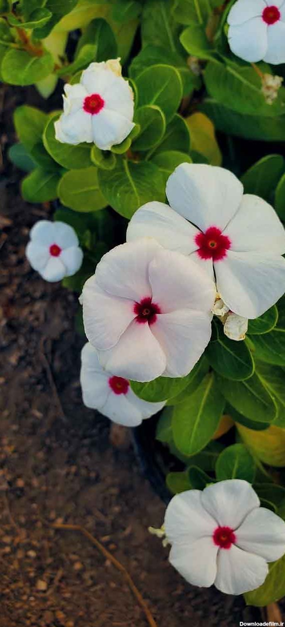 جدیدترین عکس گل زیبا و خاص برای صفحه مجازی خود و یا استوری