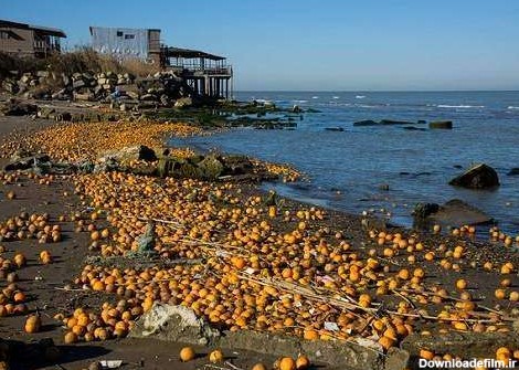 ماجرای ریختن پرتقال‌های شمال به دریای خزر