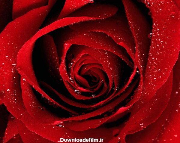 گل رز قرمز؛ عکس های زیباترین گل های رز قرمز برای عکس پروفایل